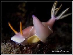 The new generation of Bullock’s Hypselodoris is on is way... by Yves Antoniazzo 